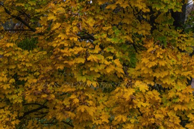  2016 11 20 - Abstrast Fall Colors - Mt. Airy, MD 