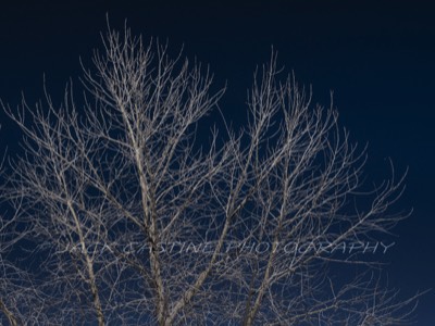  2019 02 23 - Ghost Tree - Moab, UT 