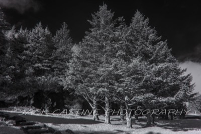  2021 11 02 - Clingman's Dome Road - Smoky Mountains NP, North Carolina 