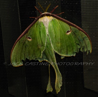  2017 05 28 - Male Luna Moth - Mt. Airy, MD 