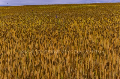  2017 05 28 - Winter Wheat - Frederick, MD 