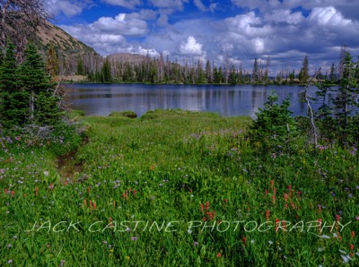 2023 08 08 - Hope Lake Wildflowers - Uinta-Wasatch-Cache National Forest, Utah 