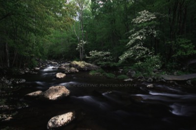  2006 04 - Dogwoods - Middle Prong Little River - Smoky Mountain NP - Gatlinburg, TN 