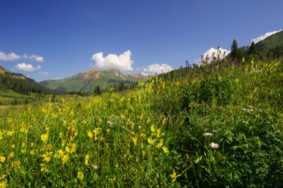  2014 08 09 - Mt. Bellevue and Wildflowers in Schofield Pass - Crested Butte, CO 