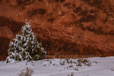  2019 02 22 - Juniper  and Redrock in Snow - Arches NP - Moab, UT 