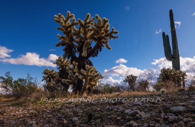  2019 11 29 - Cholla and Saugaro - Sonoran Loop - White Tank Mountain Regional Park - Waddell, AZ 