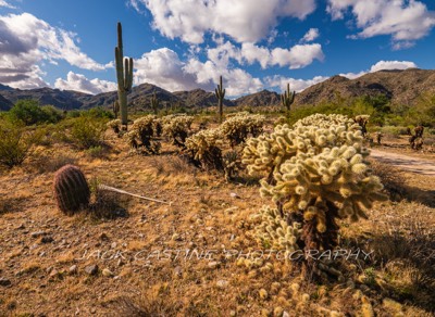  2019 11 29 - Barrel Cactus, Cholla and Sauguro - Sonoran Loop - White Tank Mountain Regional Park - Waddell, AZ 