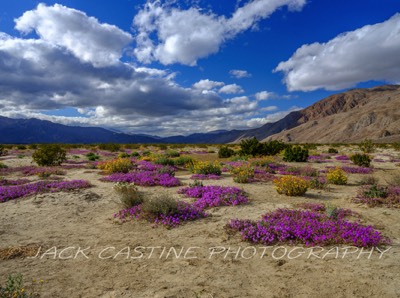  2023 02 27 - Coyote Canyon Wildflowers - Anza-Borrego Desert St Pk, - Borrego Springs, California 