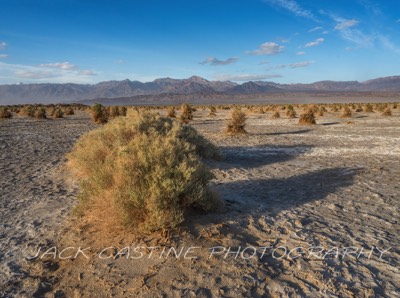  2023 03 05 - Devil's Cornfield - Death Valley National Park, California 