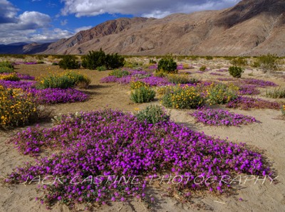  2023 02 27 - Coyote Canyon Wildflowers - Anza-Borrego Desert St Pk, - Borrego Springs, California 