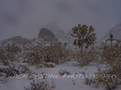  2023 03 01 - Joshua Tree Blizzard - Joshua Tree NP, California 