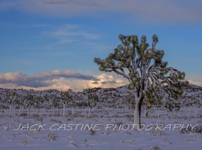  2023 03 01 - Blizzard Aftermath - Queen Valley - Joshua Tree NP, California 1 