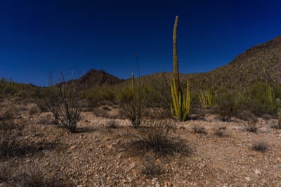  2018 03 02 - Senita Basin - Organ Pipe Cactus National Monument - Ajo, AZ 