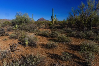  2018 03 04 - Tuscon Mountains fron the Brown Mountain Trail - Saguaro National Park - Tuscon, AZ .ARW 