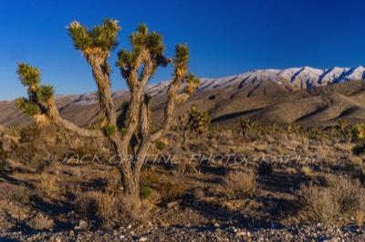  2017 01 27 - Joshua Tree - Hoover Dam, NV 