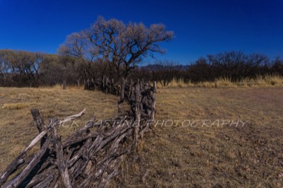  2018 03 05 - Empire Ranch Fence Row - Sonoita, AZ 