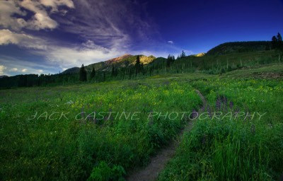  2014 08 09 - Mt. Bellevue and Wildflowers in Schofield Pass - Crested Butte, CO 