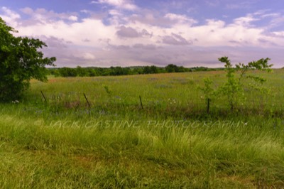  2020 04 19 - Texas Wildflowers - FM 636 - Powell, TX 