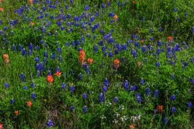  2020 04 19 - Texas Wildflowers - NE3090 - Kerens, TX 