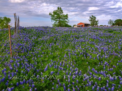  2023 04 22 - Bluebonnets on Ranch - Ellis County, Texas 