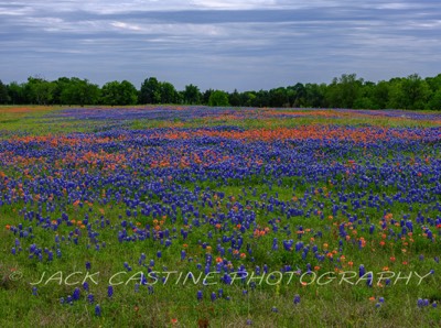  2023 04 22 - Wildflowers on Ranch - Ellis County, Texas 