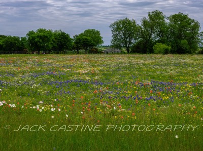  2023 04 22 - Wildflowers on Ranch - Ellis County, Texas 