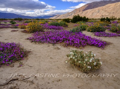  2023 02 27 - Coyote Canyon Wildflowers - Anza-Borrego Desert St Pk, - Borrego Springs, California 