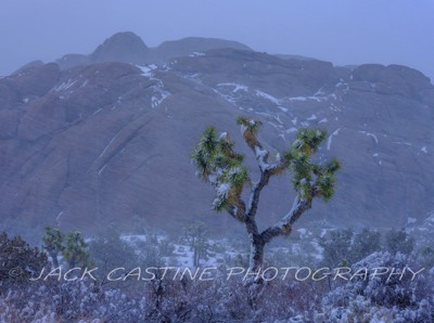  2023 03 01 - Joshua Tree Blizzard - Joshua Tree NP, California 