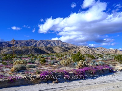  2023 02 28 - June Wash Wildflowers - Anza Borrego SP - Mesquite Oasis, California 
