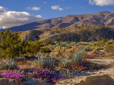  2023 02 28 - June Wash Wildflowers - Anza Borrego SP - Mesquite Oasis, California 