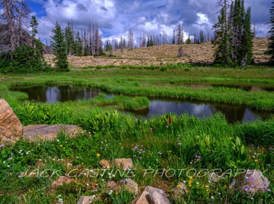  2023 08 08 - Hope Lake Wildflowers - Uinta-Wasatch-Cache National Forest, Utah  