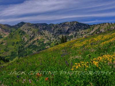  2023 08 10 - Albion Basin Wildflowers - Alta, Utah 