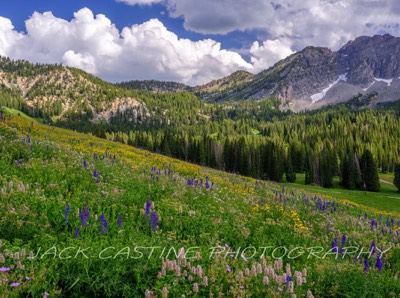 2023 08 10 - Albion Basin Wildflowers - Alta, Utah 
