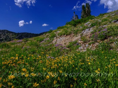  2023 08 10 - Albion Basin Wildflowers - Alta, Utah 