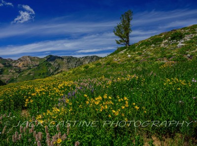  2023 08 10 - Lone Tree and Albion Basin Wildflowers - Alta, Utah 