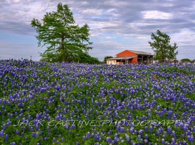  2023 04 22 - Bluebonnets on Ranch - Ellis County, Texas 