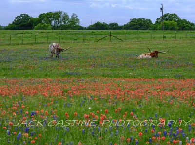  2023 04 22 - Longhorns and Wildflowers on Ranch - Ellis County, Texas 