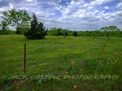  2023 04 22 - Wildflowers on Ranch - Ellis County, Texas 