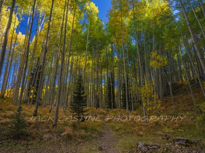  2018 09 22 - Backlit Aspen Grove - Kebler Pass, Colorado 