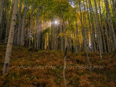  2018 09 22 - Sunlight Through Aspens - Kebler Pass, Colorado 