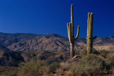  1998 11 - Saurago Cacti - Bumble Bee Road, Black Canyon City, Arizona 