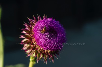  2016 05 01 - Thistle - Allen, Texas 