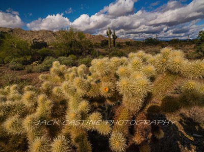  2019 11 29 - Cholla in Bloom - Sonoran Loop - White Tank Mountain Regional Park - Waddell, Arizona 