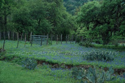  1998 04 - Bluebonnets in the Texas Hill Country Willow Loop Trail, Willow City, Texas 