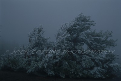  2003 03 - Juniper in Mist - Crater Lake NP, Oregon 