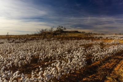  2017 11 23 - Cotton Farm - Hall County, Texas 