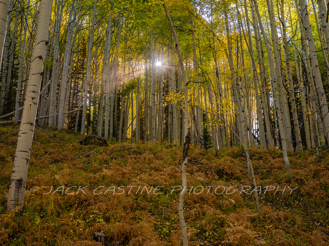  2018 09 22 - Sunlight Through Aspens - Kebler Pass, Colorado 