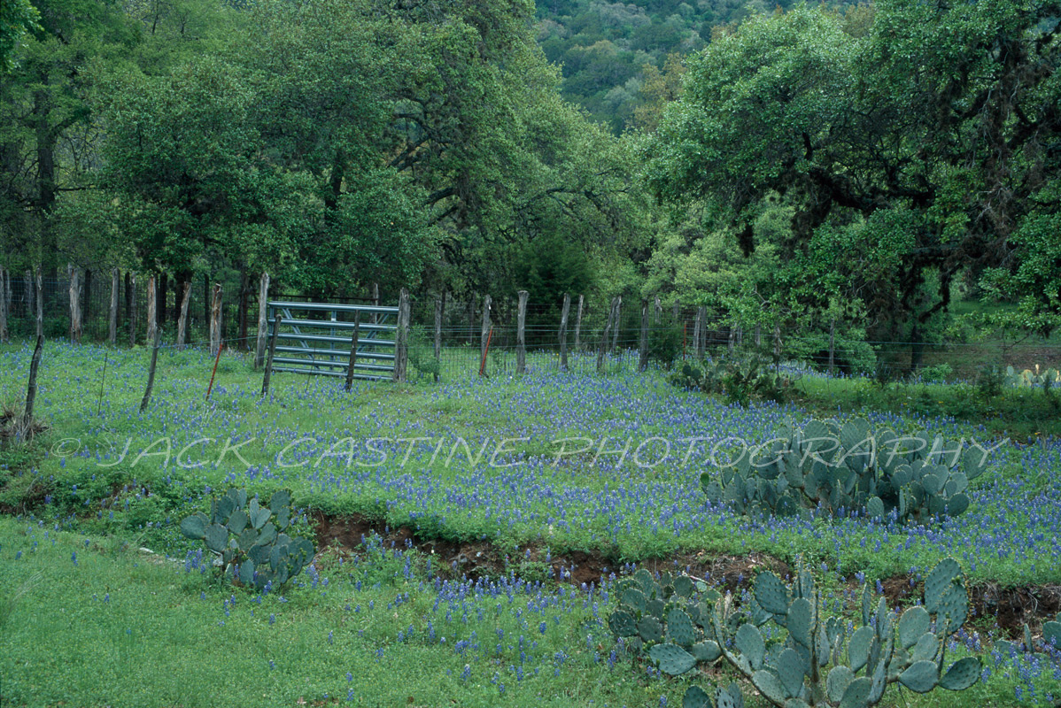  1998 04 - Bluebonnets in the Texas Hill Country Willow Loop Trail, Willow City, Texas 