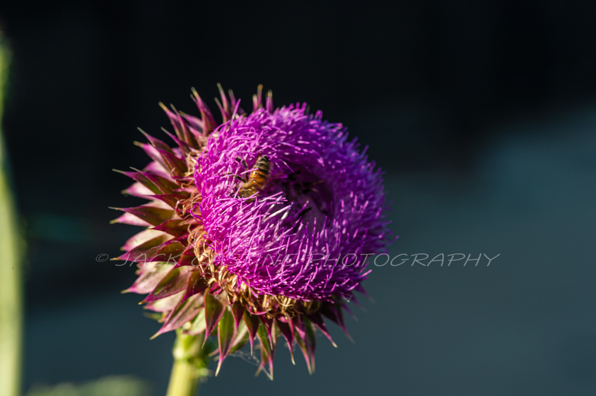  2016 05 01 - Thistle - Allen, Texas 
