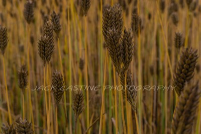  2017 05 28 - Winter Wheat - Frederick, MD 